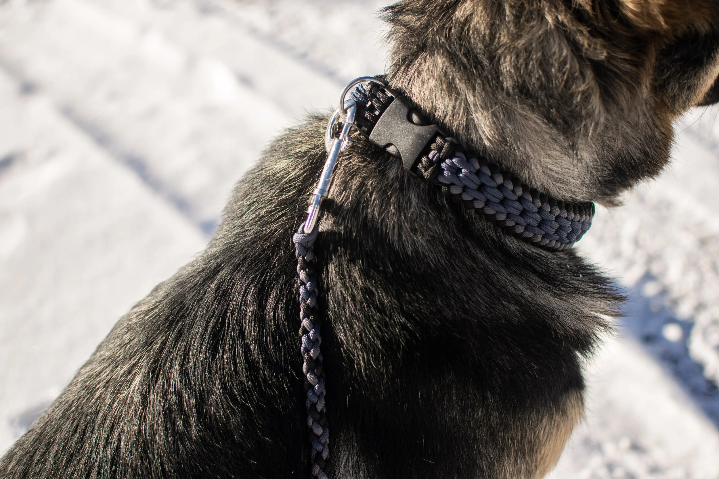 550 cord dog collar outlet